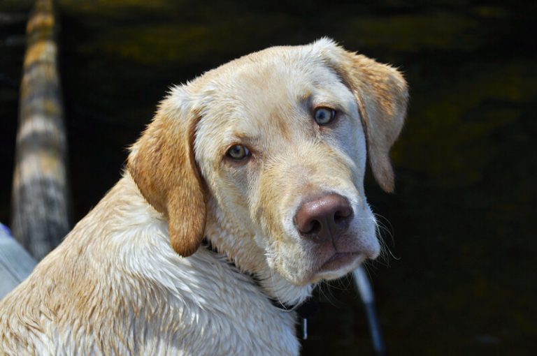 Emergency Vet in Parker, CO Contact Us Today for Urgent Care!