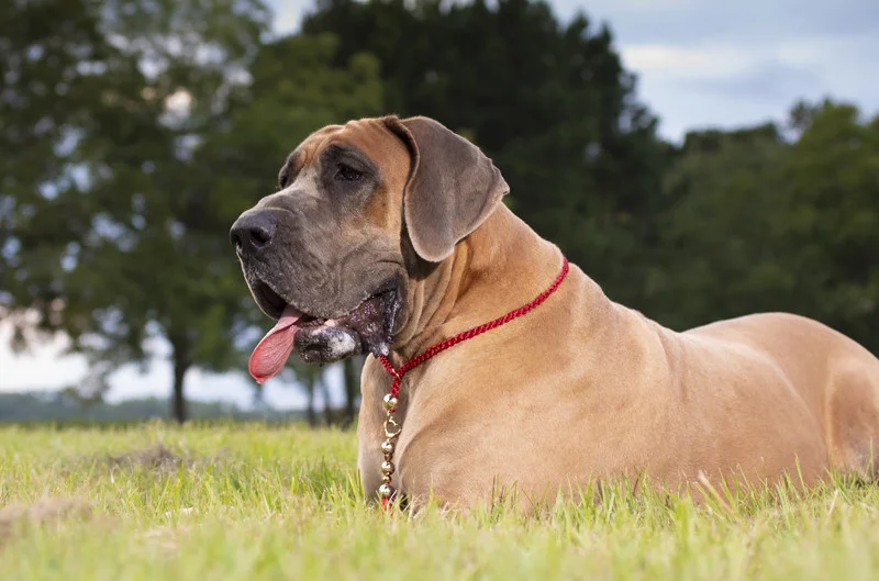 Senior Pet Care in Parker, CO