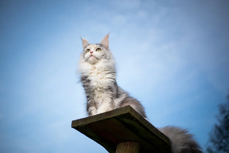 Pet Surgery in Parker, CO Pet Surgery in Parker, CO