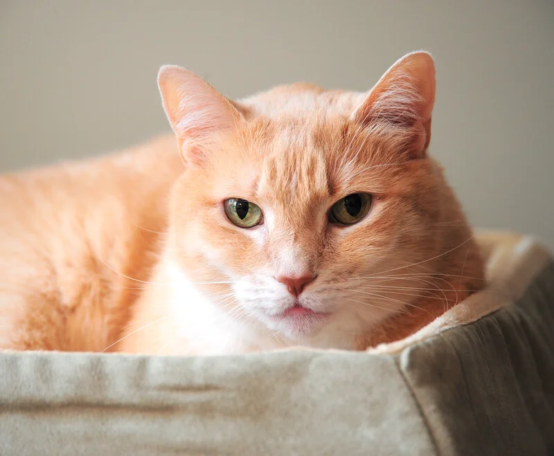 parker senior pet care